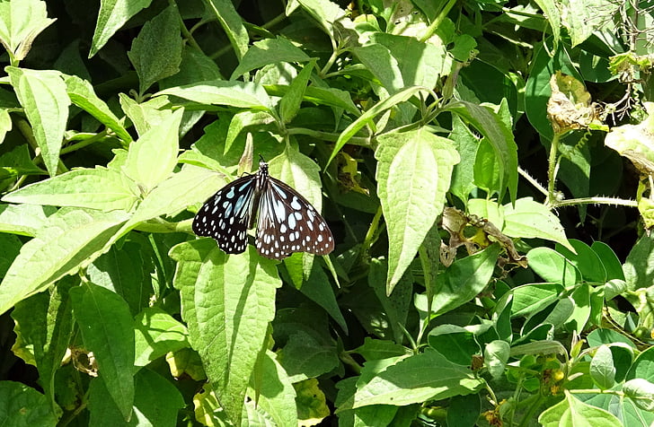 Motyl, niebieski Tygrys, Wirupakszy limniace, owad, migracyjnych, fauna, szczotka footed