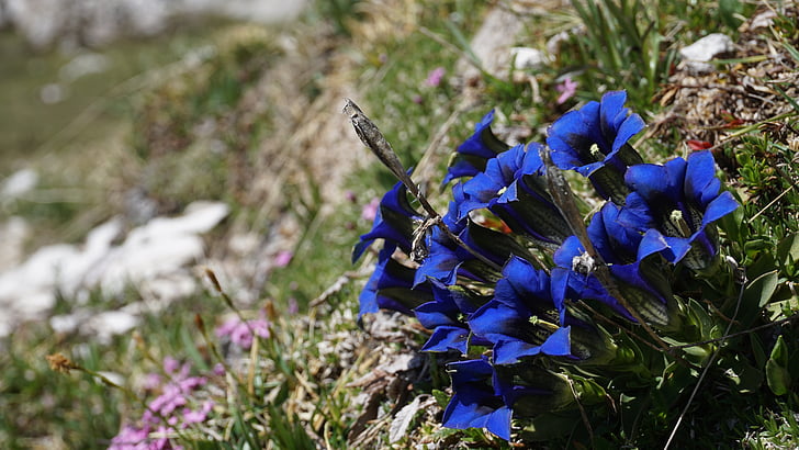 sininen, Alpine, kukka, Tiroli, vuoret, Luonto, Italia
