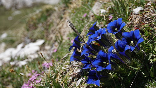 sinine, Alpine, Alpi lill, Tyrol, mäed, loodus, Itaalia