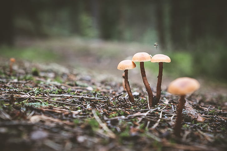 mushroom, forest, nature, autumn