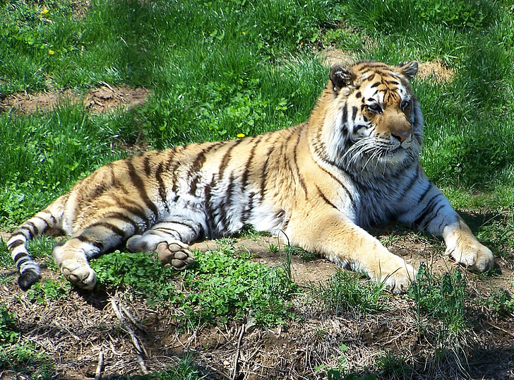 Zoo, tiiger, toiduahela, loomaaialoomad, vangistuses