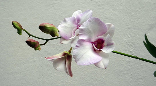 orchid, flower, pink rock orchid, white, pink, pink rock lily, capt