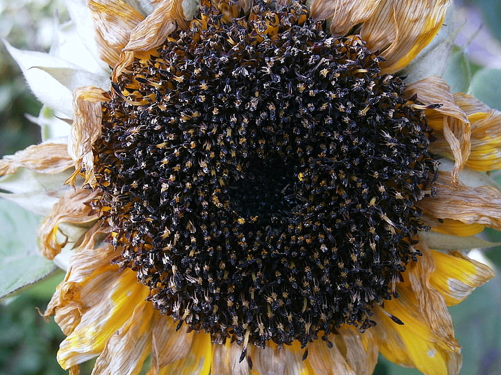 Sun flower, hạt giống, lõi, phai mờ, héo, Thiên nhiên, mùa thu