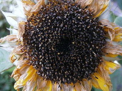 sun flower, seeds, cores, faded, withered, nature, autumn