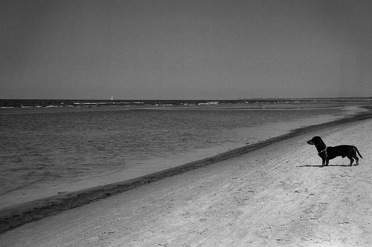 escala de grises, Foto, perro salchicha, al lado de, Costa, Playa, nubes