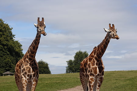 girafa, Parque, vida selvagem, natureza, animal, ao ar livre, jardim zoológico