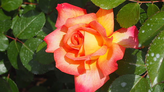 natural, Rosa-de-rosa amarela, levantou-se, natureza, -de-rosa, flor, floral