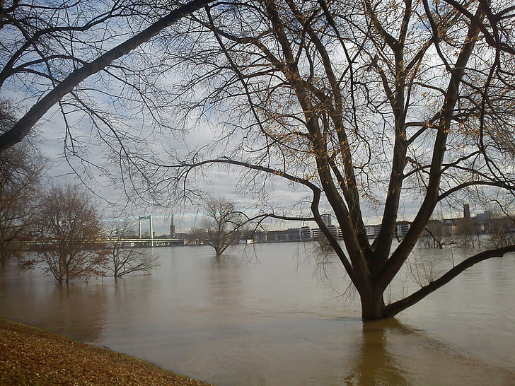 povodeň, Kolín nad Rýnem, strom ve vodě, řeka, strom, voda