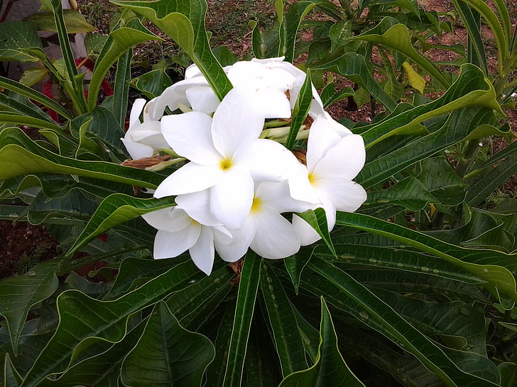 flower, nature, spring, flowering