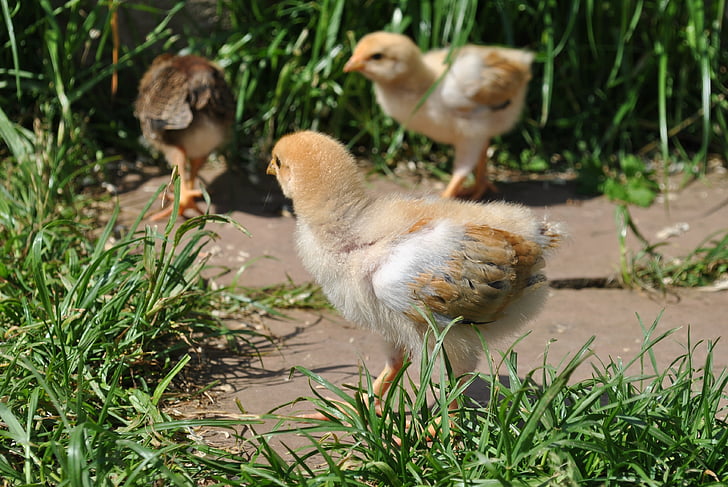 piščanci, piščanci, trava, narave, vrt, piščanec vrt