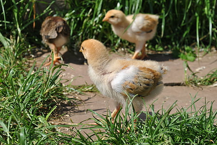 pulcini, polli, erba, natura, giardino, pollo in giardino