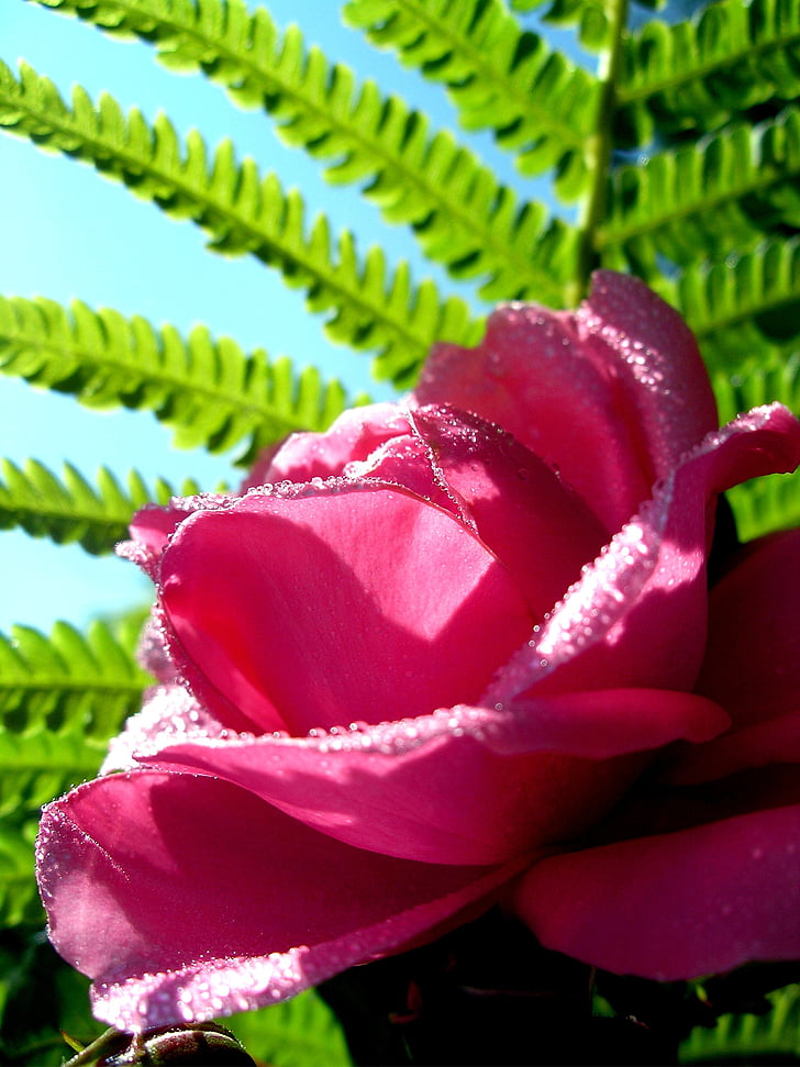 Rosa, Falguera, l'estiu, planta, flors, jardí, flor