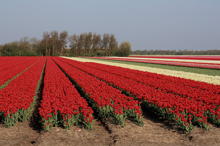 tulips, nature, colorful, red, bloom, flowers
