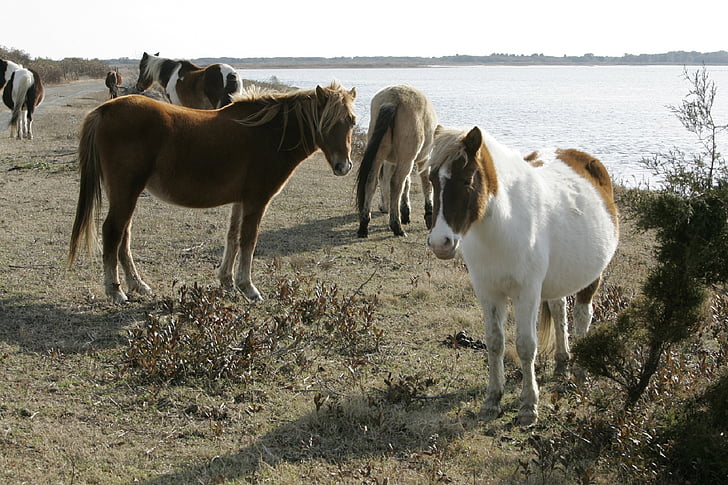 villien ponien, karjan, ponit, Chincoteague island, Virginia, Yhdysvallat, luonnonvaraisten