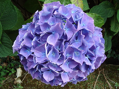 hydrangea, blue, brittany, nature, leaf, plant, summer