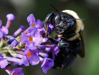 Čmelák, včela, hmyz, včely medonosné, Chyba, Příroda, včelařství