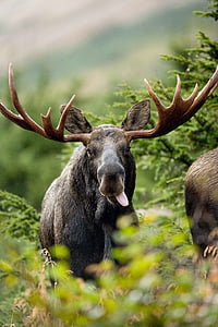 bull, shot, elk, moose, deers, animals, fauna