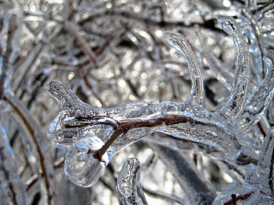Ice, träd, vinter, snö, kalla, Zing, snöblandat regn