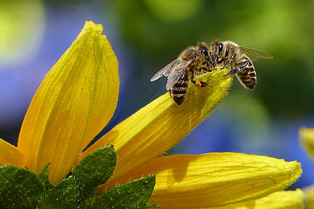 Bee, honningbie, APIer, insekt, blomst, hage, sårbarheten
