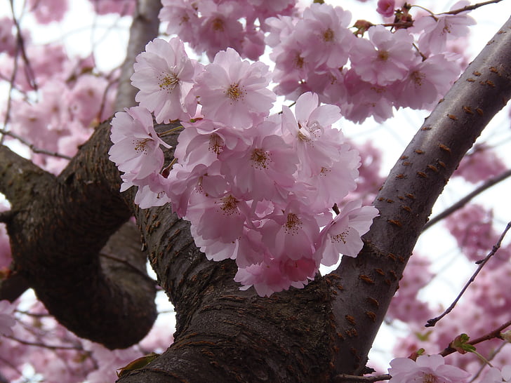 Sakura, pembe, kiraz, çiçeği, Bahar, doğa, çiçek