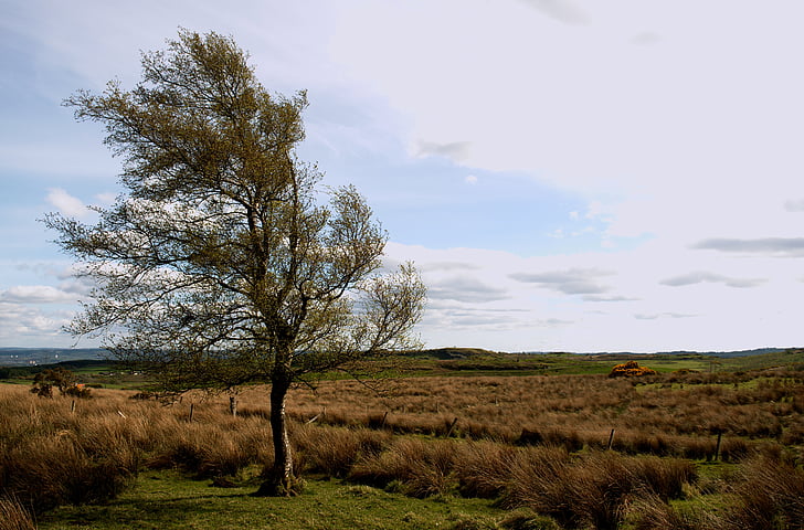 tree, landscape, countryside, fields