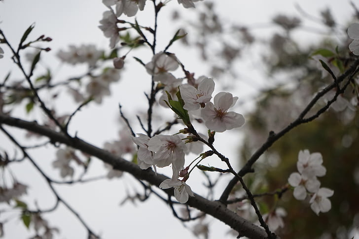 a paisagem, flor de ameixa, dia nublado