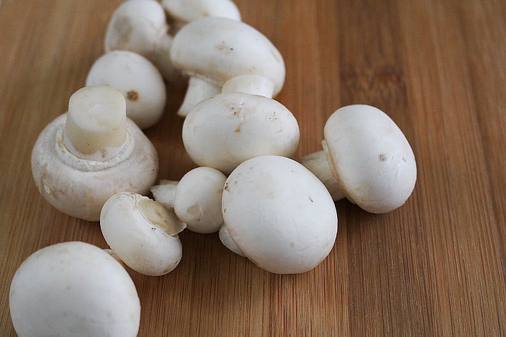 cogumelo, cogumelos, cogumelo branco