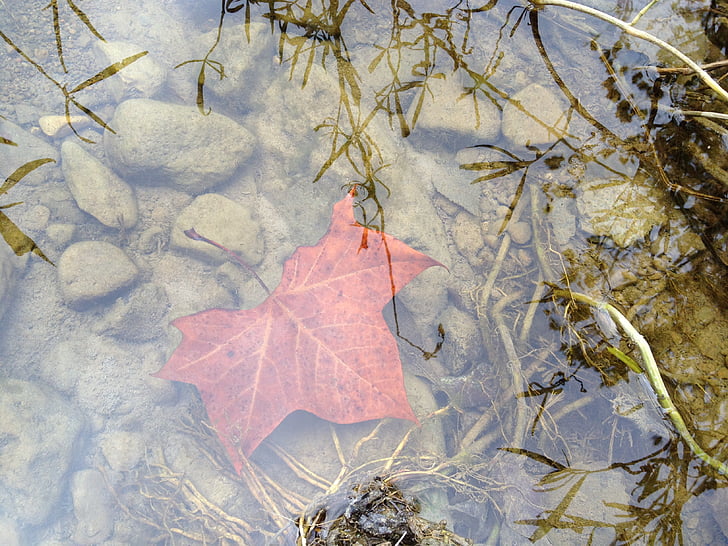 Leaf, vody, Vymazať, rybník, Forest, jeseň, prúd