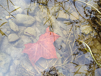 leaf, water, clear, pond, forest, fall, stream