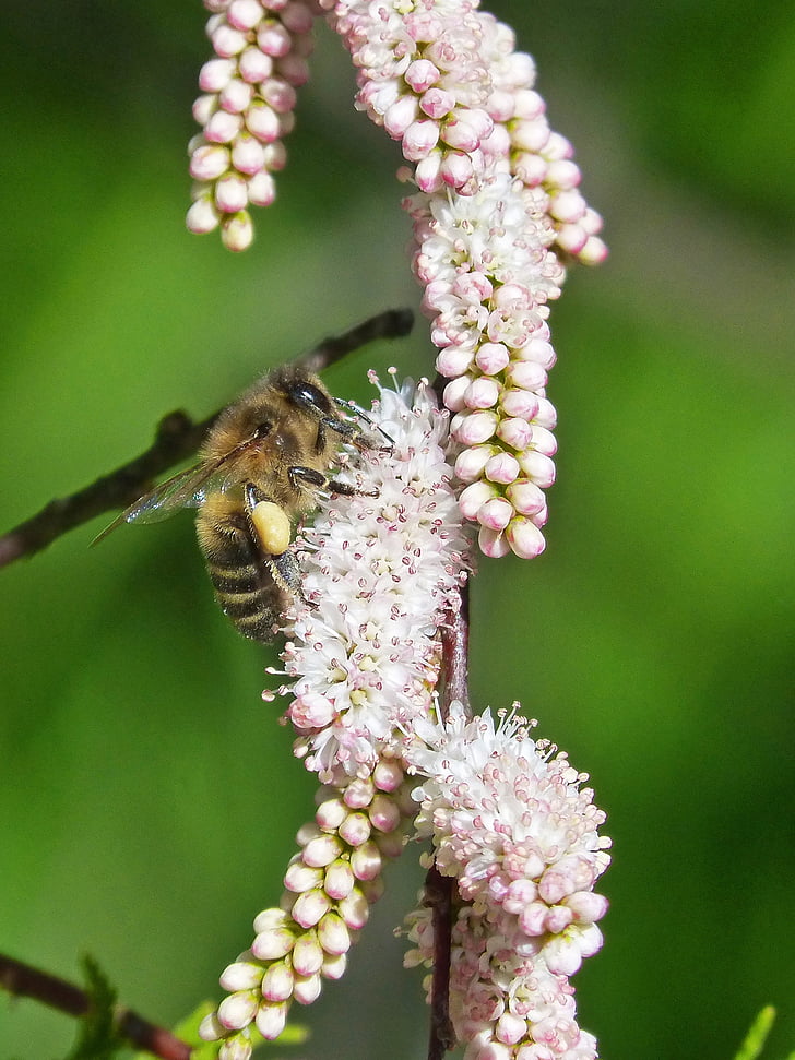 Bee, bloemen, libar, schoonheid, detail