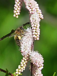 μέλισσα, λουλούδια, Libar, ομορφιά, λεπτομέρεια