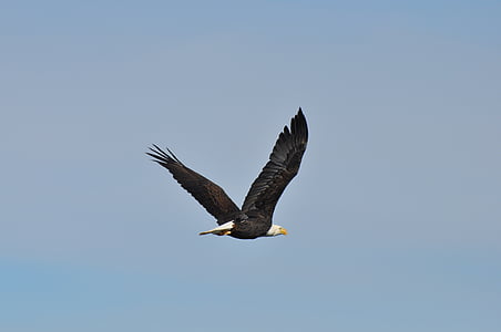 bald eagle, soaring, bird, raptor, flight, flying, wild