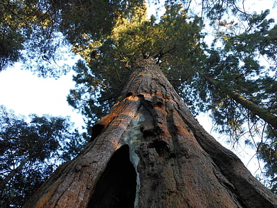 árbol grande, bosque, antigua, California, árbol de hoja perenne, gigante, Sequoia