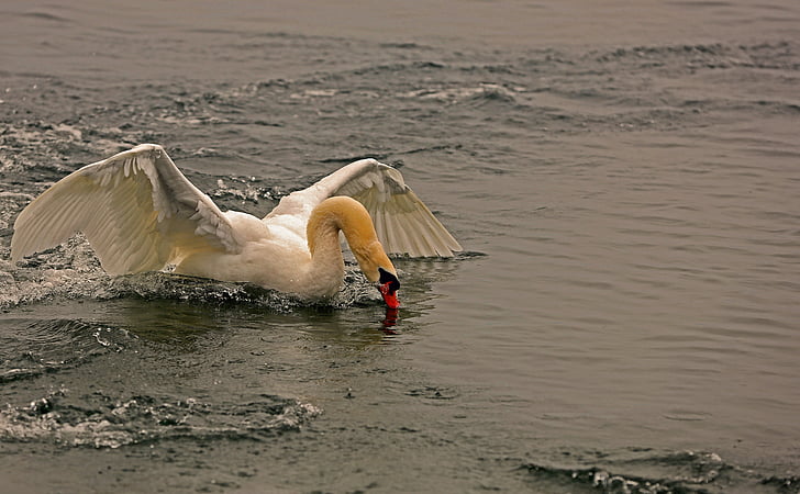 swan, landing, water, nature, fly, sea, threatening