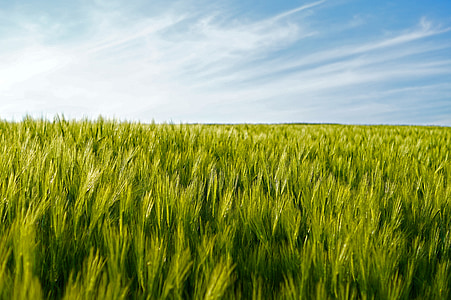 bidang, gandum, ladang-ladang gandum, Epi, pertanian, sereal, budaya