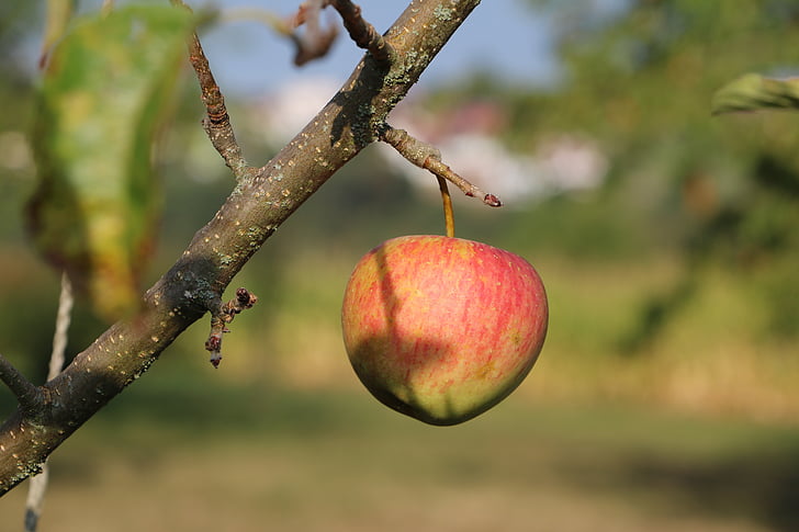 apple, branch, fruit