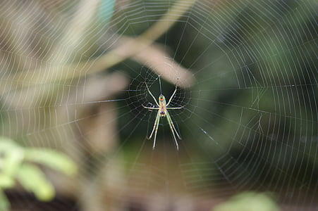 insetos, área, Kettle, Quindio, Colômbia, teia de aranha, Aranha