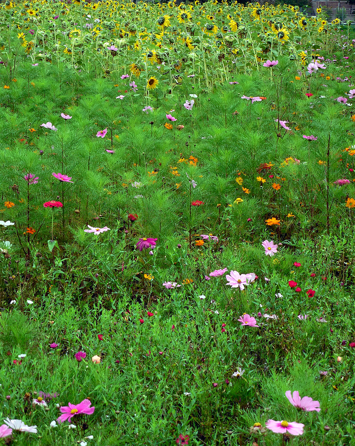 Meadow, Hoa, Hoa hướng dương, nở hoa, cỏ, mùa hè, Thiên nhiên