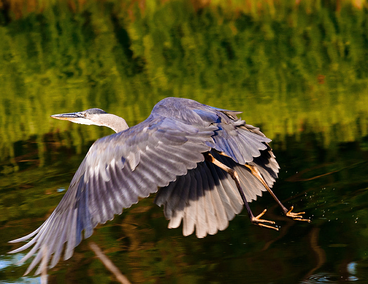 Airone, blue heron, volo dell'Airone, uccello acquatico, uccello