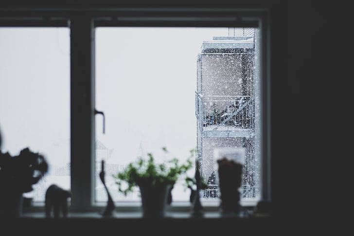 plitka, fokus, unutarnji, biljka, u blizini, prozor, snijeg