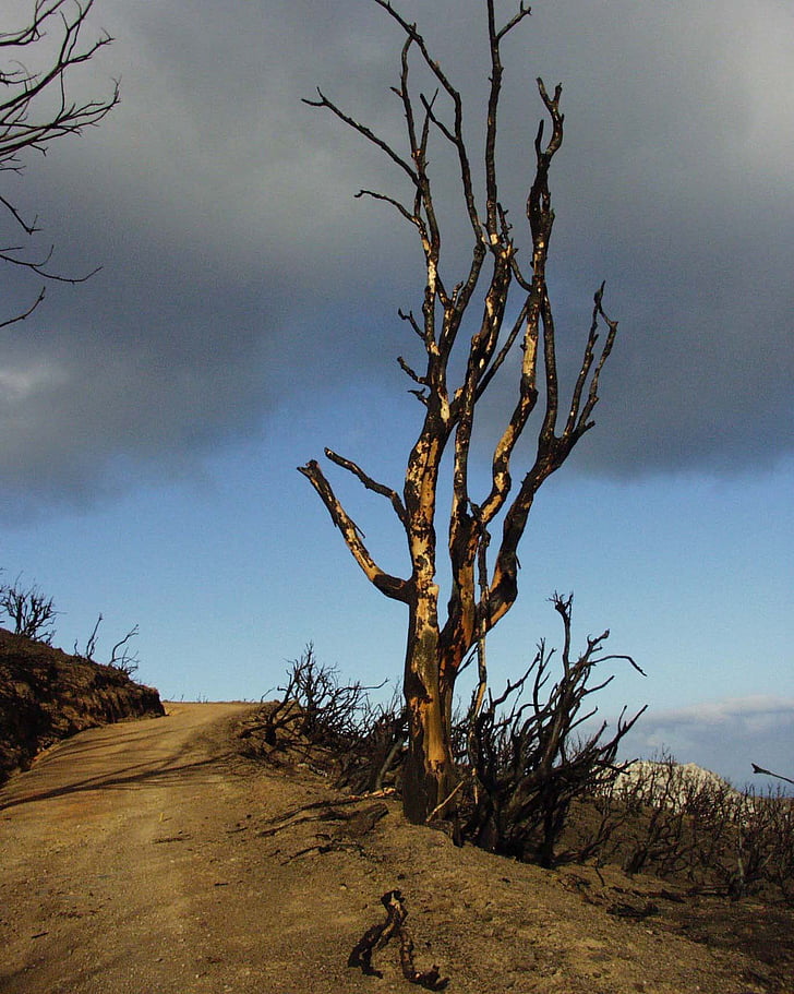 tree, burned, landscape, sky, weather, fire, greece