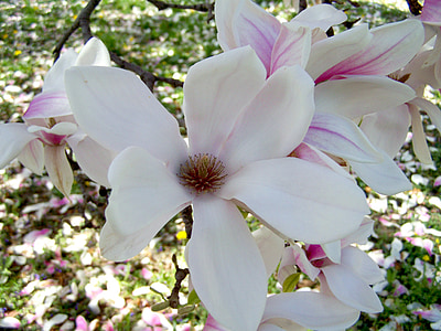 magnólia virág, tavaszi virágzás, tulipánfa