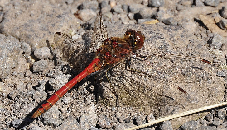 insect, dragonfly, red dragonfly, close