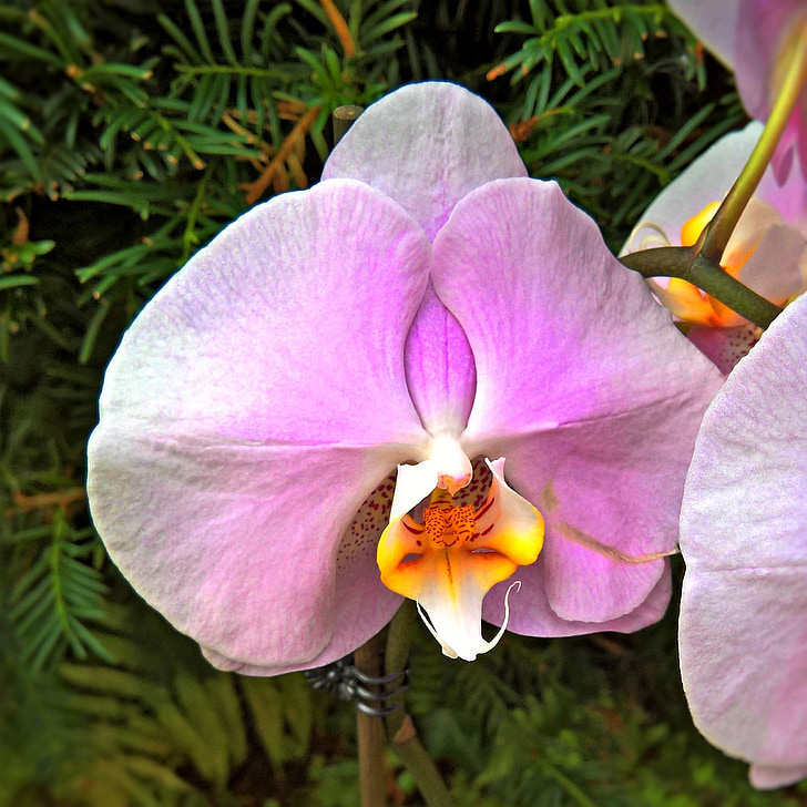orchidea, növény, egy virágos, rózsaszín, sárga, narancs