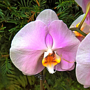 Orchid, kasvi, yksi bloom, vaaleanpunainen, keltainen, oranssi