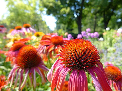 kúpvirág, echinacea, colorful flower, ornamental plants, flower garden, summer, july