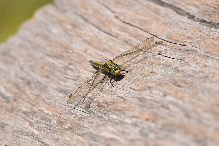 hairy, dragonfly, possibly