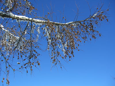 cây tùng, mùa đông, chi nhánh, tuyết rơi, bầu trời, thời tiết đẹp