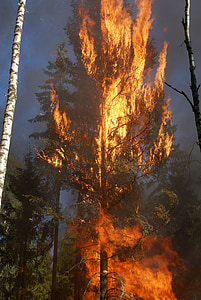hořící pro zachování, oheň, konzervace, vypalování, båtfors, kouř, Švédsko