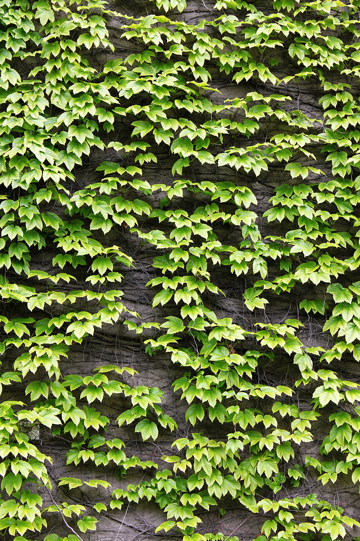 daun, hijau, Ivy
